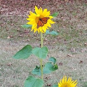 Meet your Posher, Joannah